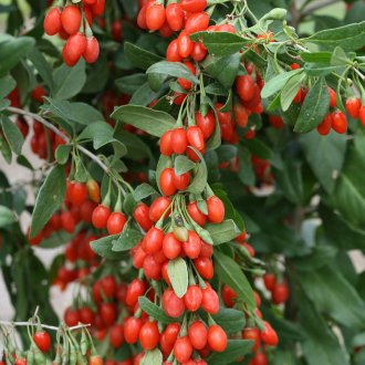 кучешки дрян