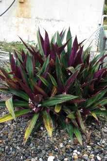 Tradescantia garden Reo