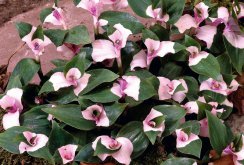 Tradescantia garden pink