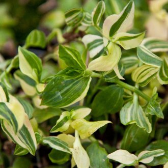 Tradescantia in the garden
