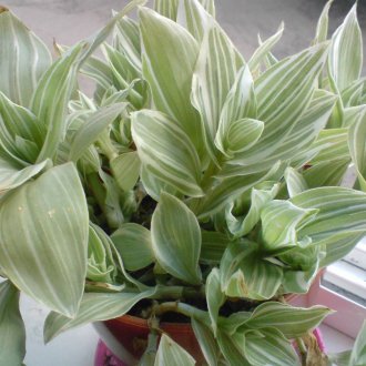 Традесканции с бели цветя