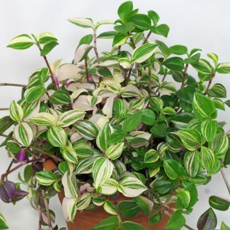 Речен край Традесканция