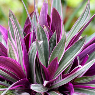 Традесканция везикуларна