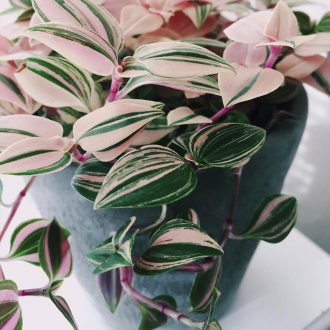 Тридескартия трикольор