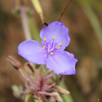 Tradescantia Western