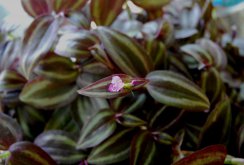 Tradescantia zebrin