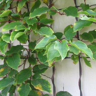 악티니디아 논쟁