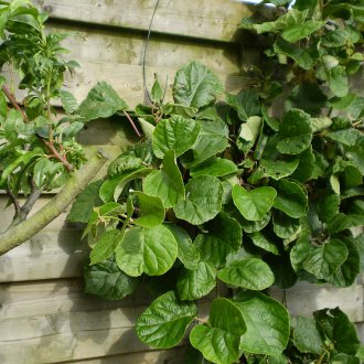 악티니디아 맛있는