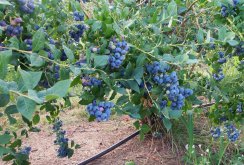 Blueberry garden Aivengo