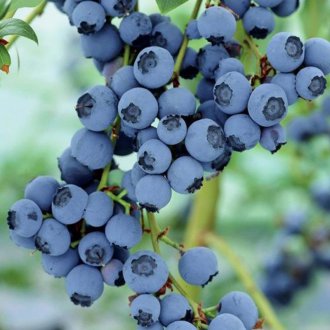 블루베리 가든 Blucrop