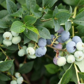 정원 소형 블루베리