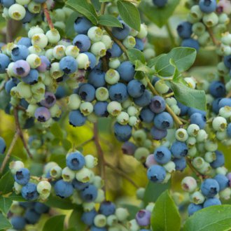 블루베리 드레싱