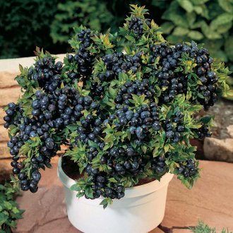 가든 블루베리 하이