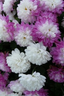 Корейска хризантема