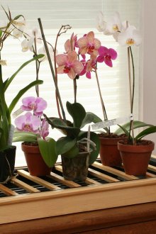 Орхидея на стайни растения