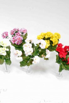 Агапантус в бели саксии