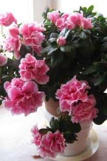 Азалия за стайно растение