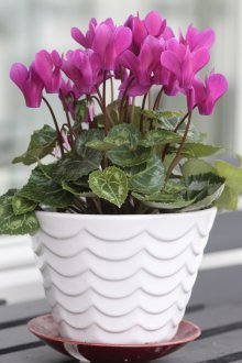 Цикламените в бяла саксия перфектно украсяват вашия интериор