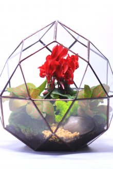 Цикламен в необичаен съд