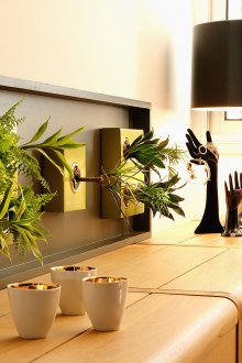 Необичайно подреждане на растения на стената