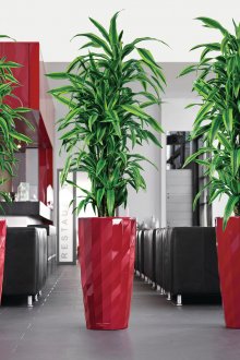 Високи живи растения в светли саксии