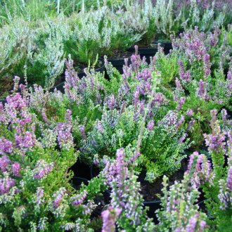 Хедър Алегро