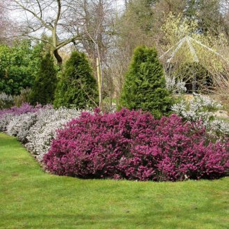 Хедър в озеленяването