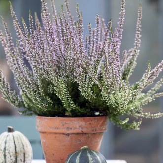 Хедър в саксия