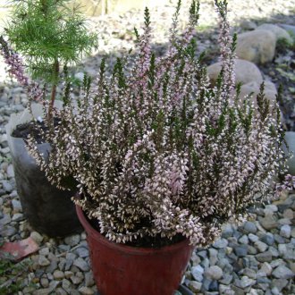 Хедър Кармен