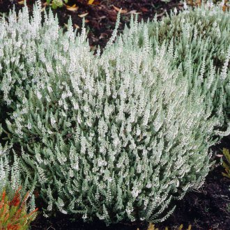 Хедър Мадона