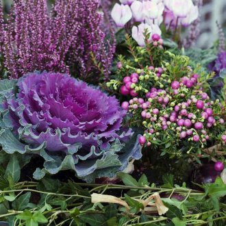 Хедър Моника