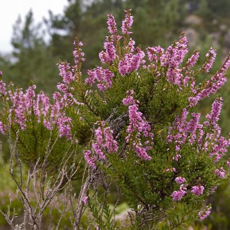 Обикновен хедър