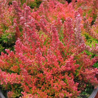 Хедър ръкавица с плевели