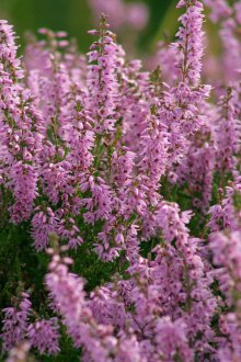 Хедър засаждане