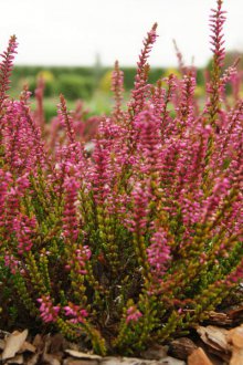 Хедър розово