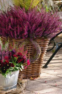 Хедър в градината