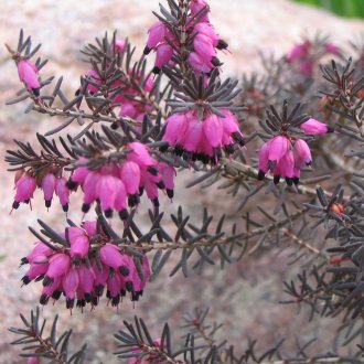 Хедър градина