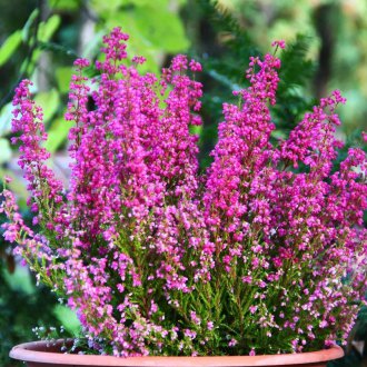 Грижа за Хедър