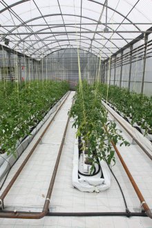 Отопление на парникови води