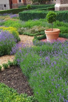 나라의 매운 허브