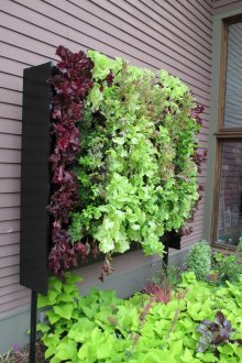 코티지의 아름다운 매운 허브와 샐러드