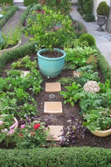 녹색 울타리로 둘러싸인 정원의 아름다운 매운 허브