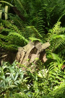 정원의 Rutaria와 양치류