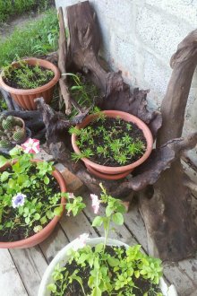 부지를 장식하는 유목과 화분