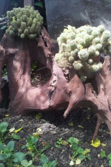 풍경을 장식하는 유목과 선인장