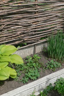 식물을 위한 와틀 바람