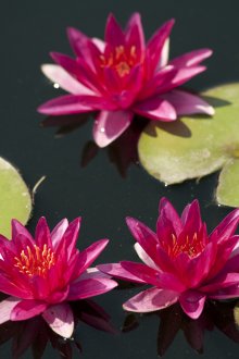 정원에 있는 아름다운 분홍색 물꽃