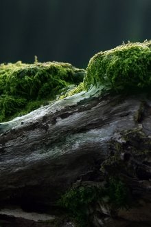 정원이나 정원을 장식하는 이끼가 있는 아름다운 걸림돌