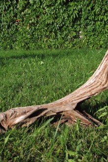 정원의 특이한 걸림돌