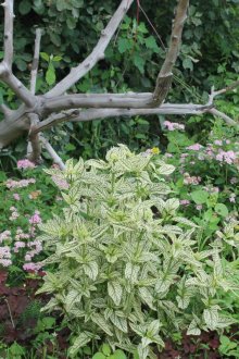 정원의 큰 유목과 꽃